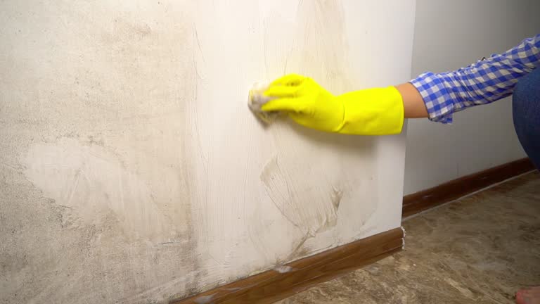 Best Mold Damage Restoration  in Devens, MA